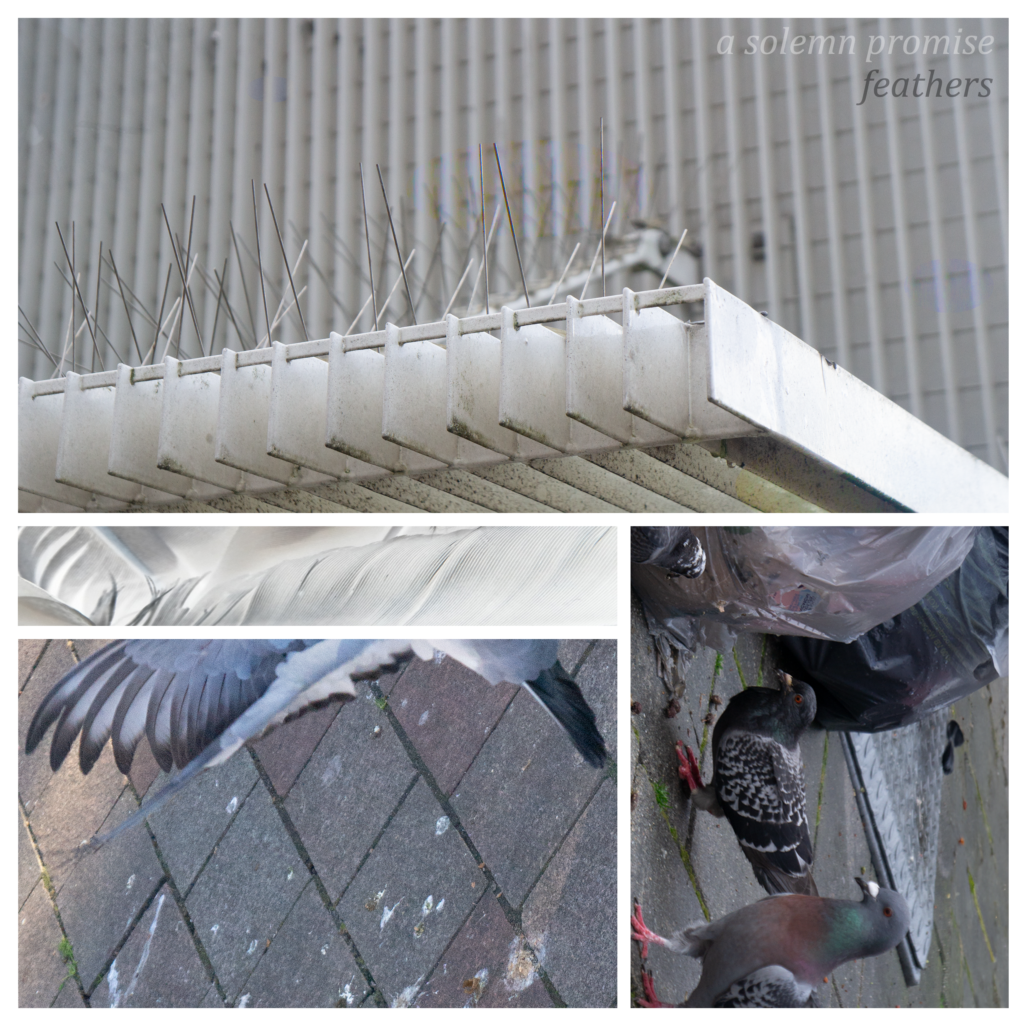 feathers – a solemn promise [ST024]